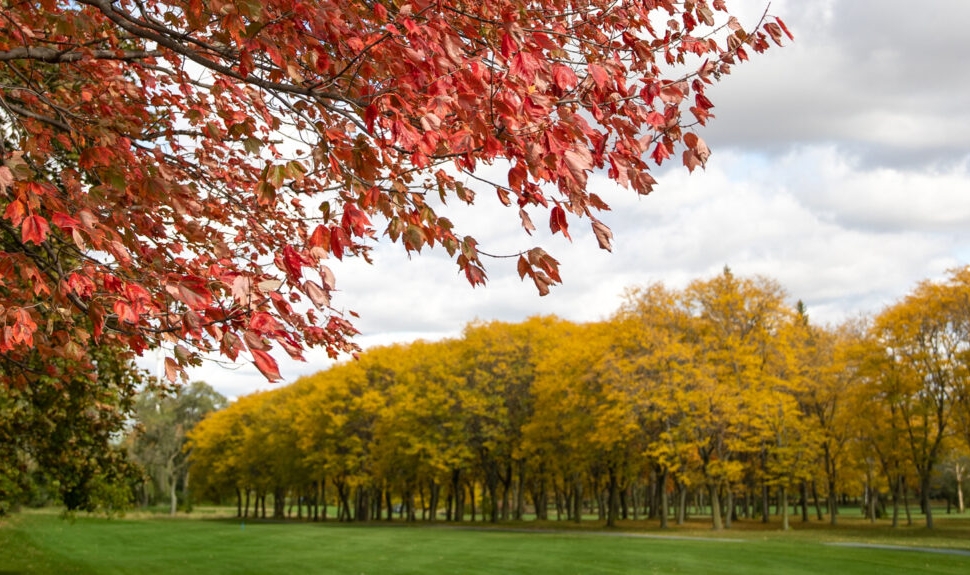 White Pines Golf